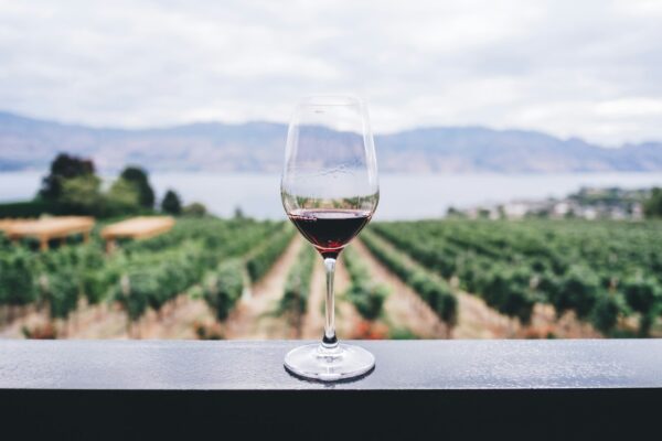 Vineyard rows stretching toward mountain foothills in wine country